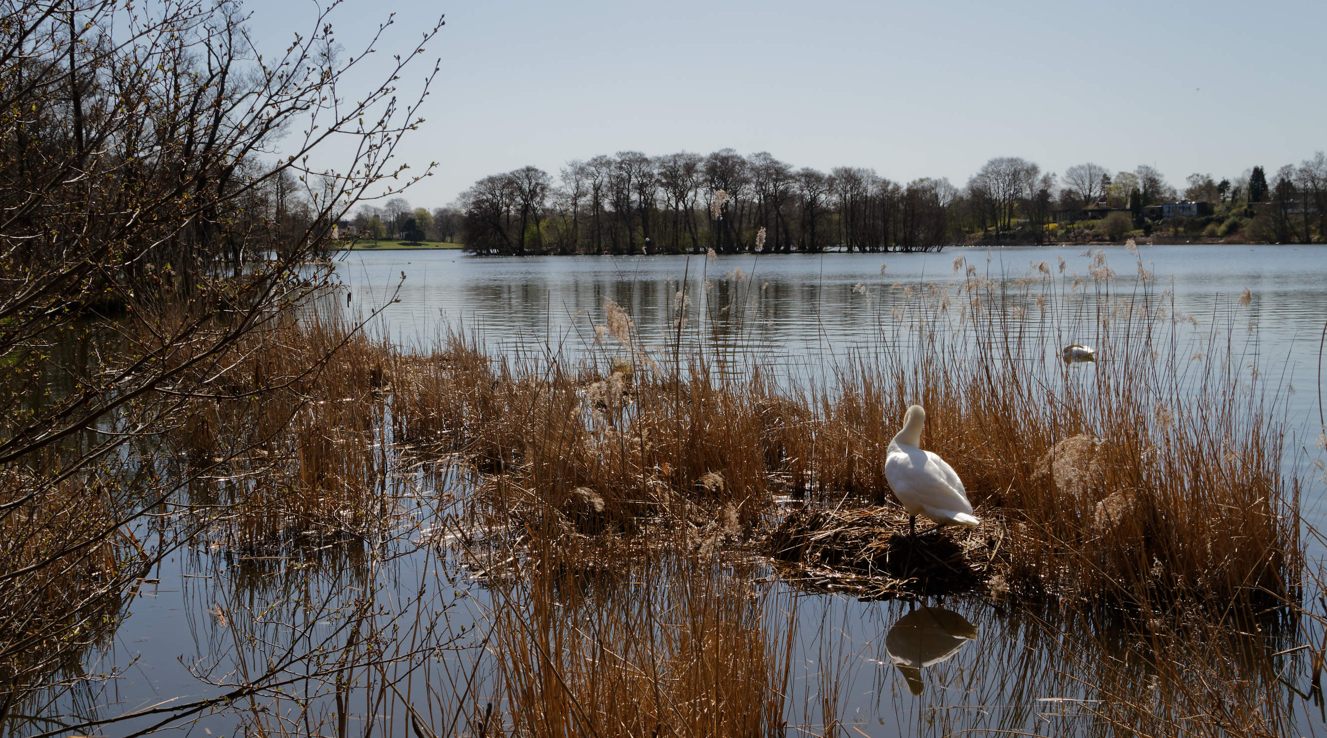 20210420 Lyngby Sø 39